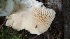 Russula xerampelina