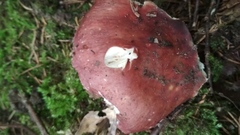 Russula xerampelina