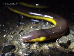 Ichthyophis beddomei