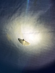 Poliobotys ablactalis