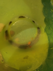 Clione limacina