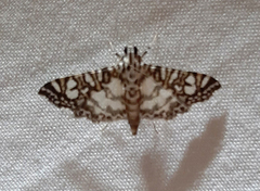 Spilomelinae