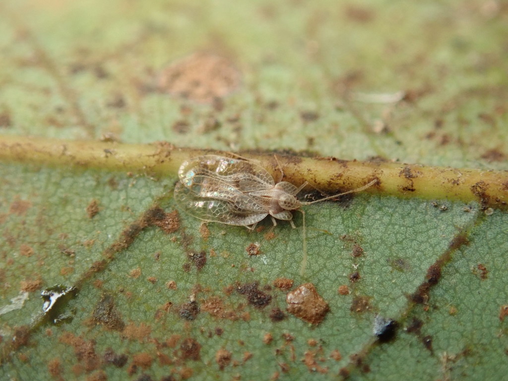 Stephanitis tabidula