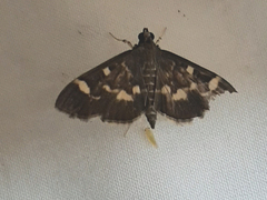 Spilomelinae