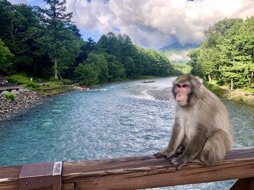 Japanese Macaque, photo 6 of 8