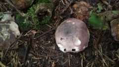 Russula cyanoxantha