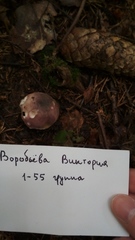 Russula cyanoxantha