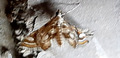 Lepidoptera