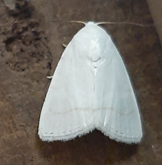 Bagisarinae