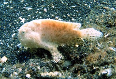 Antennarius striatus