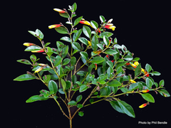 Justicia floribunda