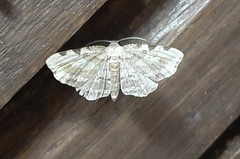 Achrosis intexta