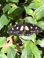 Papilio jacksoni jacksoni