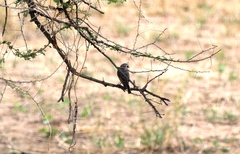 Bradornis microrhynchus