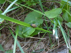 Trigonarthris subpubescens