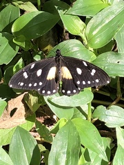 Papilio jacksoni jacksoni