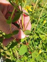 Hypericum maculatum