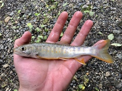 Salvelinus leucomaenis