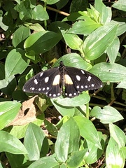 Papilio jacksoni jacksoni