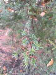 Kunzea ericoides