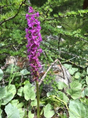 Dactylorhiza majalis