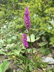 Dactylorhiza majalis