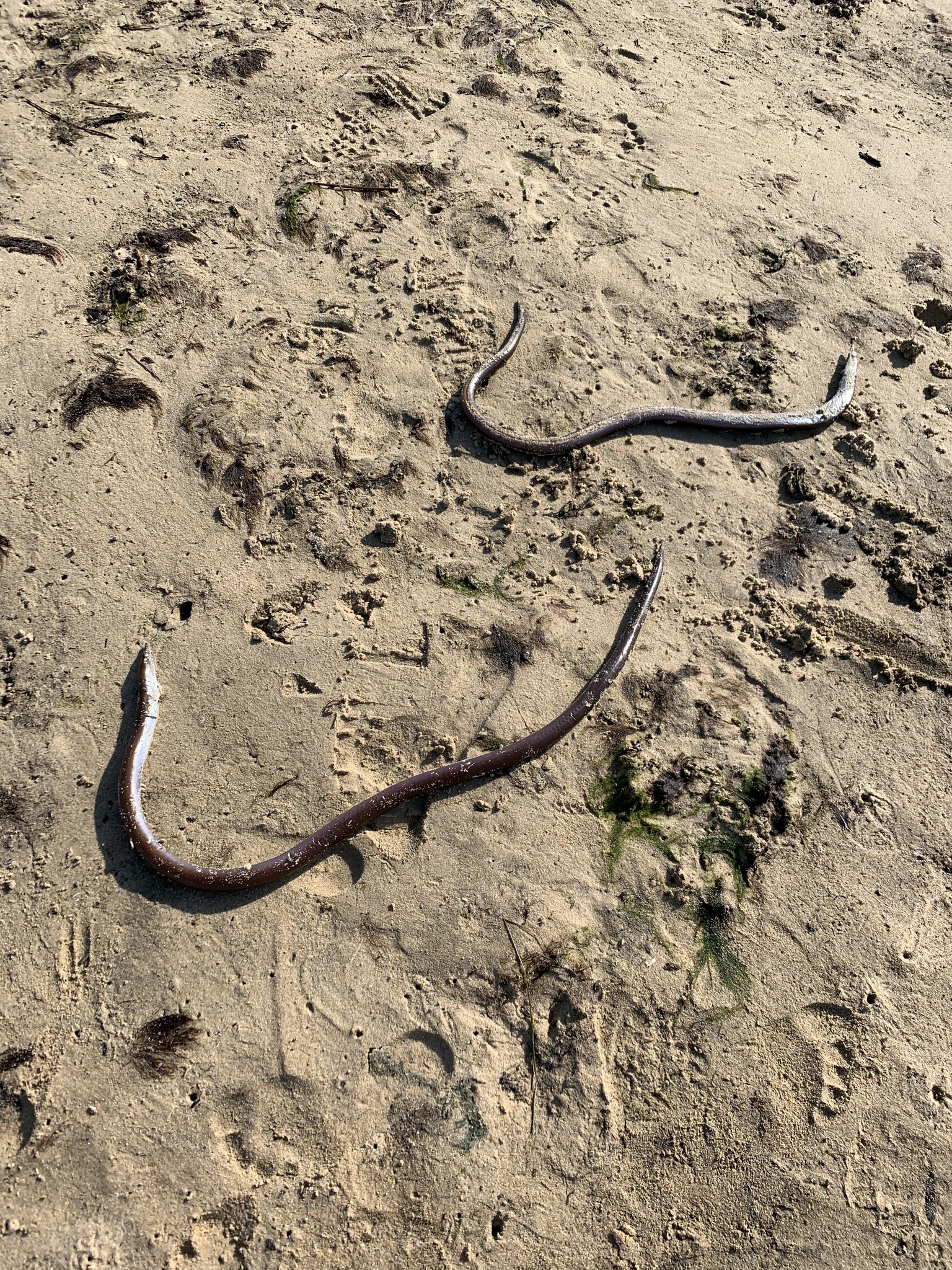 cobra-do-mar, coloru de mari, culebra de mar, dikenli yılanbalığı, eel, fidochelo, giant snake eel, gjarperi i detit, gjarpri i detit, hadař hadovitý, h'nach, sandslangetjie, sand snake-eel, serpent de mer, serpent eel, snake eel
