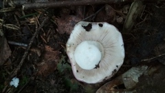 Russula cyanoxantha