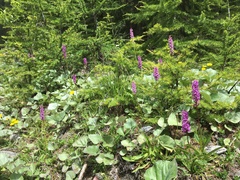 Dactylorhiza majalis