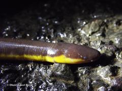 Ichthyophis beddomei