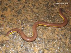 Ichthyophis beddomei