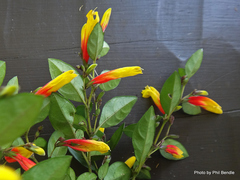 Justicia floribunda