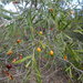 Native Apricot - Photo (c) Ralph Foster, some rights reserved (CC BY-NC), uploaded by Ralph Foster