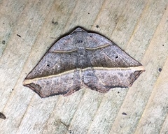 Metanema determinata