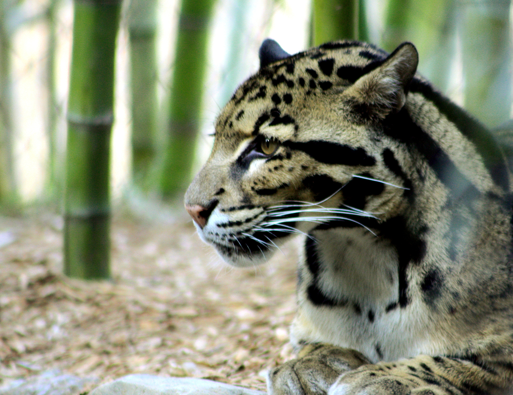 Clouded Leopard