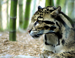 Clouded Leopard photo 3
