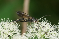 Patrocloides