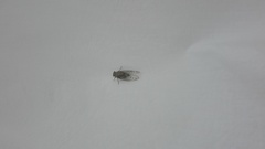 Cicada