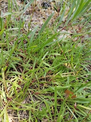 Gypsophila fastigiata