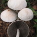 Panaeolus antillarum - Photo (c) lizziepop,  זכויות יוצרים חלקיות (CC BY-NC)