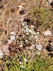 Gypsophila fastigiata