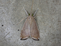 Trischistognatha pyrenealis