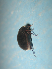 Maladera orientalis