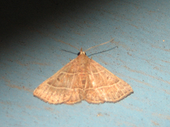 Corgatha dictaria