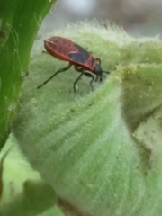 Pyrrhocoris apterus
