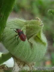 Pyrrhocoris apterus
