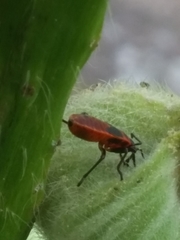 Pyrrhocoris apterus