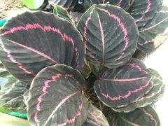 Goeppertia roseopicta