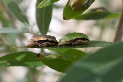 Mediterranean Tree Frog