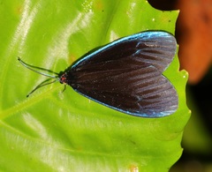 Pompelon marginata